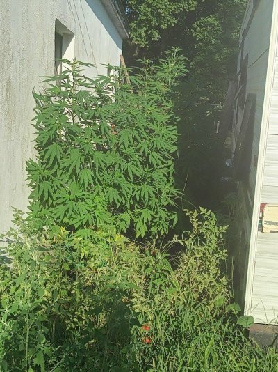 IMG_20240803_075138.jpg