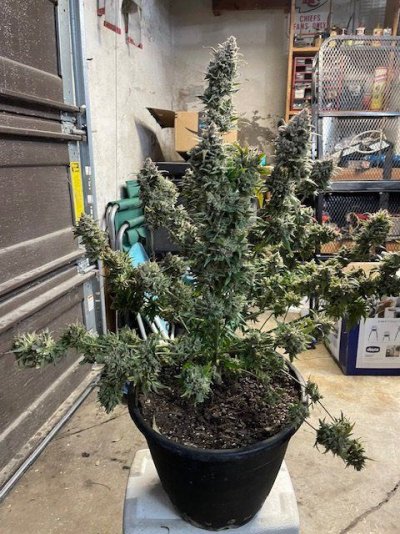 Outlier Z & Forgotten Cookies-12 weeks, 10 day hang, trimmed and bagged, one plant.
