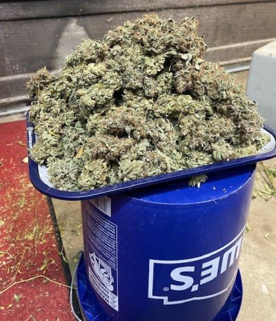 Outlier Z & Forgotten Cookies-12 weeks, 10 day hang, trimmed and bagged, one plant.