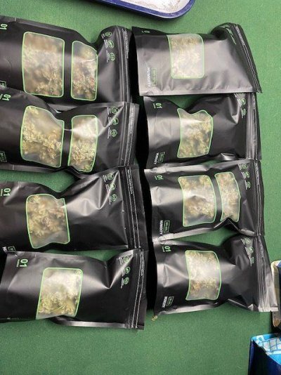 Outlier Z & Forgotten Cookies-12 weeks, 10 day hang, trimmed and bagged, one plant.
