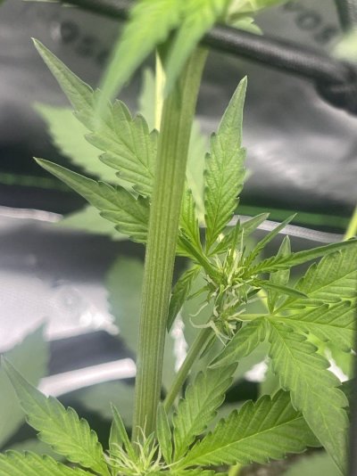 is-this-in-flower-stage-3.jpeg