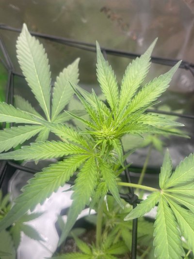 is-this-in-flower-stage-4.jpeg