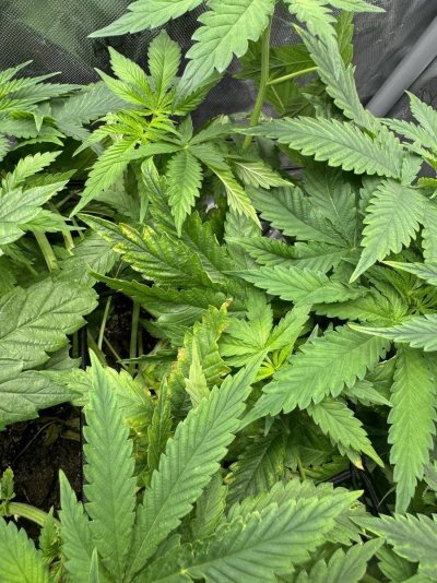 Having some issues with my first indoor grow.