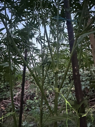 3rd year grower needing input