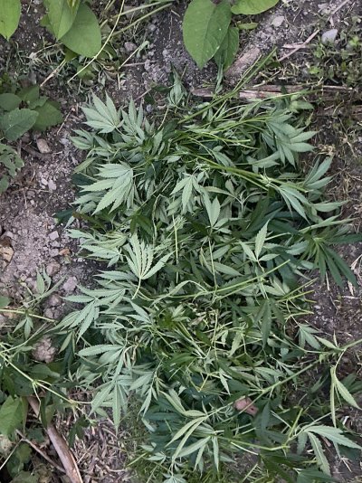 3rd year grower needing input