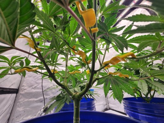 a-brief-look-back-at-my-first-grow-4.jpg