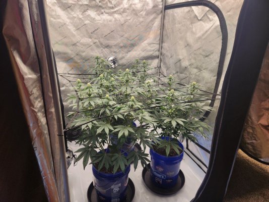 a-brief-look-back-at-my-first-grow-5.jpg