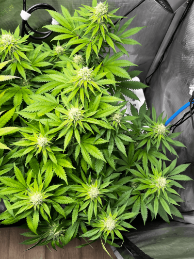 green_crack-1.png
