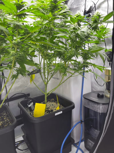 green_crack-6.png