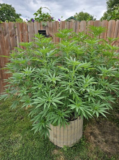 Outdoor grow in Southeast Michigan 2024