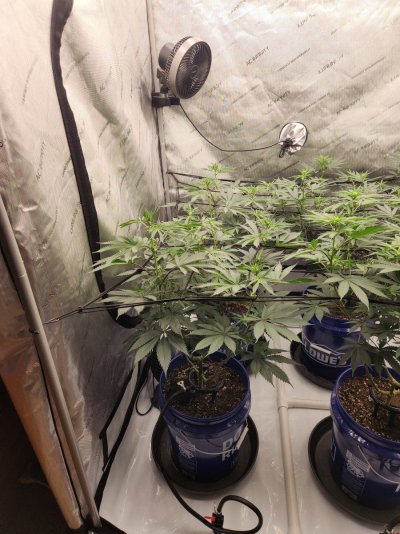 Help 10 day old seedling whats up