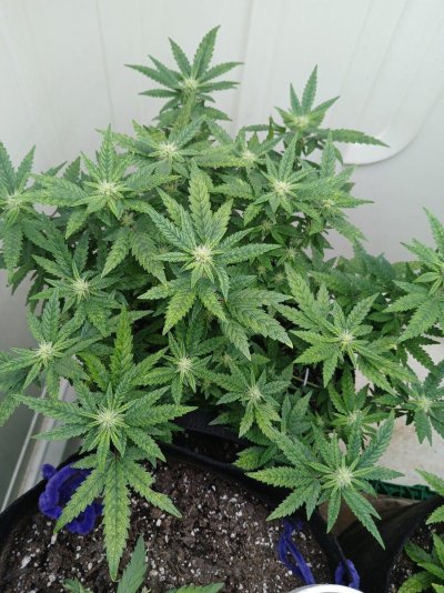 Bodhi Seeds Thread.