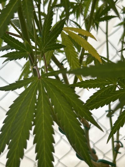When does outdoor in New Mexico start flowering???