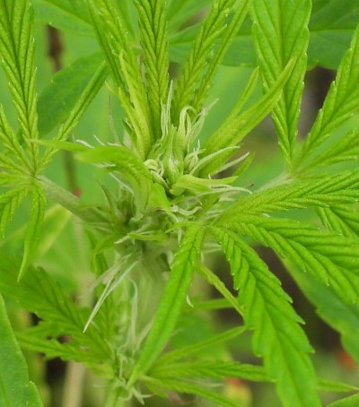 Need sexing info on these two plants please.