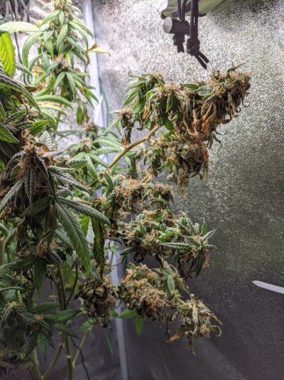 I my gal ready to harvest? she's getting dry..