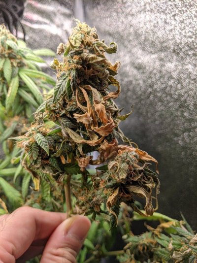 I my gal ready to harvest? she's getting dry..