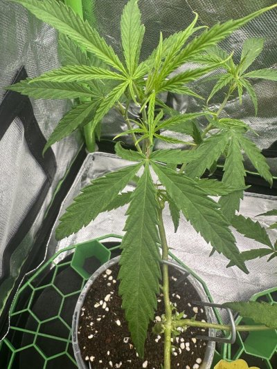 first-time-growing-i-need-some-help-5.jpeg