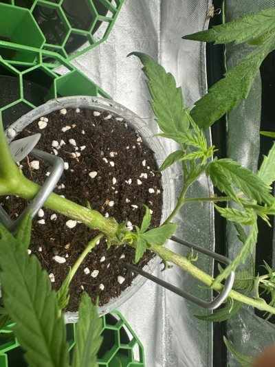 first-time-growing-i-need-some-help-6.jpeg