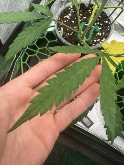 first-time-growing-i-need-some-help-7.jpeg