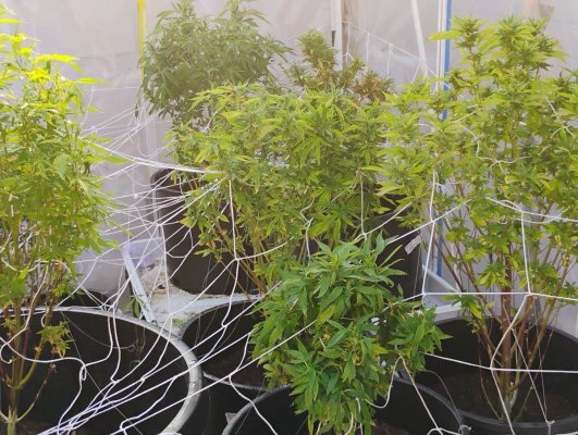 can-flowering-outdoor-greenhouse-plants-be-put-in-reveg-11.jpg
