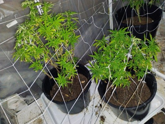 can-flowering-outdoor-greenhouse-plants-be-put-in-reveg-13.jpg