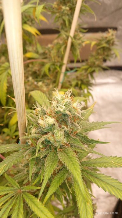 ganja farmer seeds ganja skunk ff