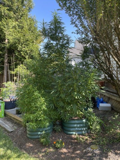 Flying High w . Hawk - 2024 Grow Journal