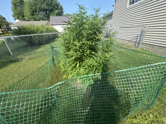 First outdoor plant, how is it?