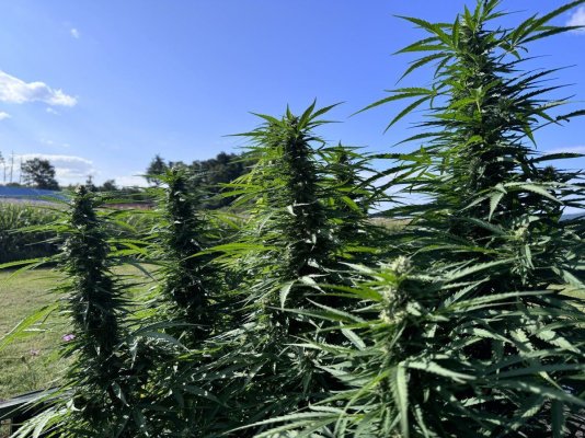 Hi all you outdoor farmers!