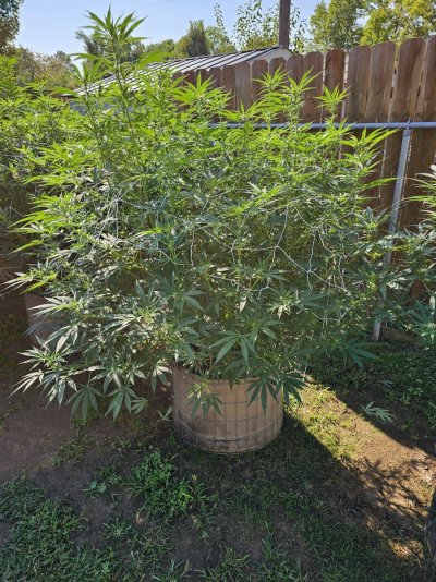 Let's see your 2024 outdoor grow!!