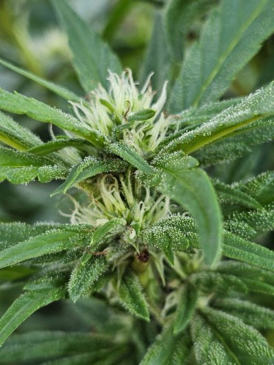 Let's see your 2024 outdoor grow!!