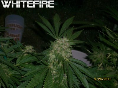 Attention GH Maxi series nutrient users - show (and tell) your garden!
