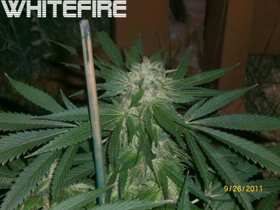 Attention GH Maxi series nutrient users - show (and tell) your garden!