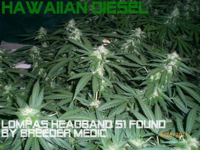 Attention GH Maxi series nutrient users - show (and tell) your garden!
