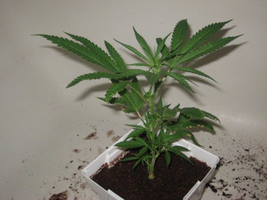 tw day13f f.JPG