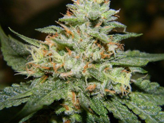 pure og9-27 005 (1280x960).jpg