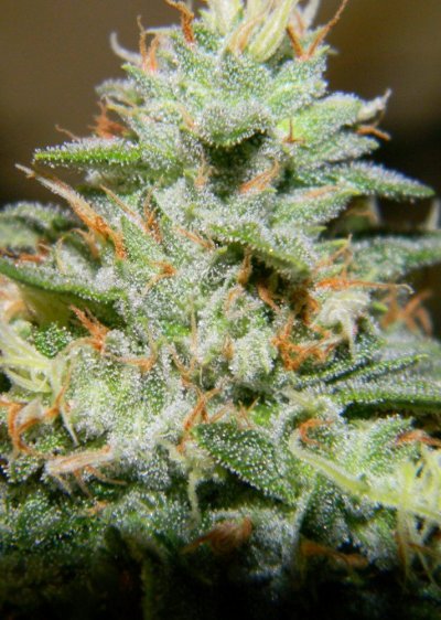 pure og9-27 012 (913x1280).jpg