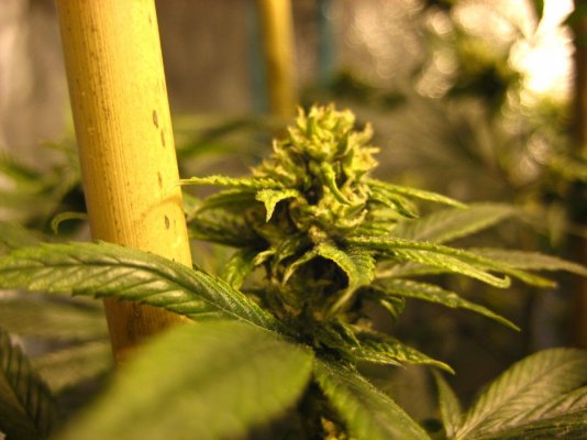 IMG_2453.JPG