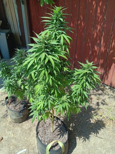 Let's see your 2024 outdoor grow!!