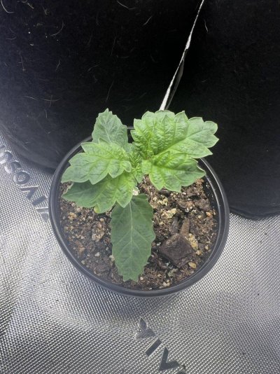 2024 ONE GALLON CHALLENGE PHOTO SUBMISSION TOPIC