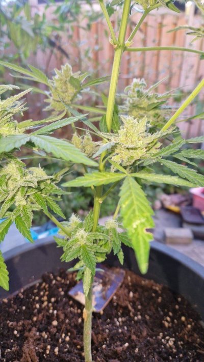 Few pistels on Sensi Skunk Autoflower and thin cola. Is it harvest time?