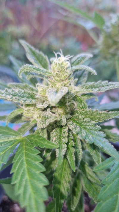 Few pistels on Sensi Skunk Autoflower and thin cola. Is it harvest time?