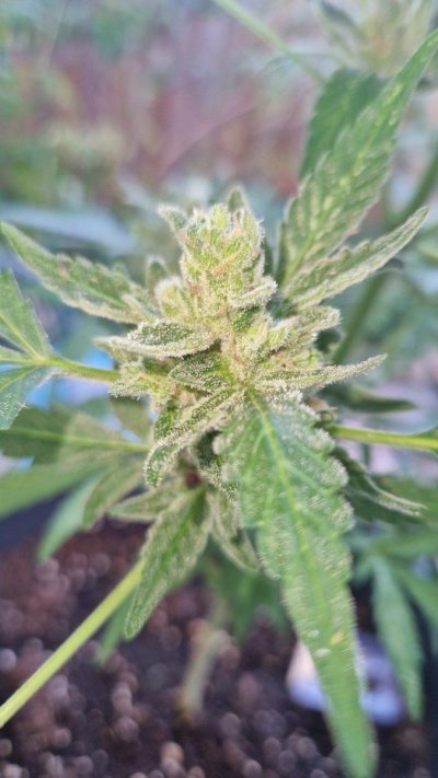Few pistels on Sensi Skunk Autoflower and thin cola. Is it harvest time?