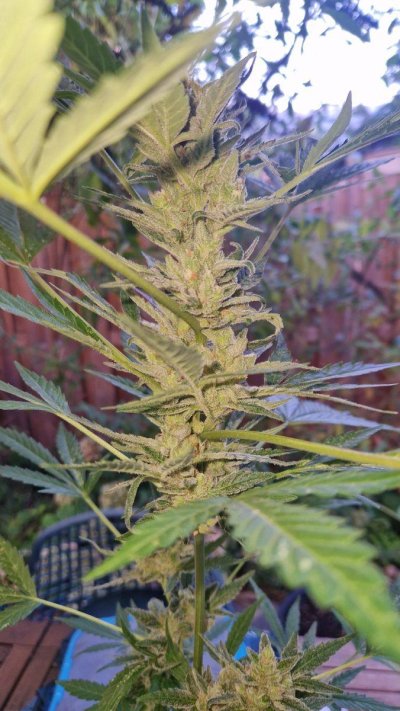 Few pistels on Sensi Skunk Autoflower and thin cola. Is it harvest time?