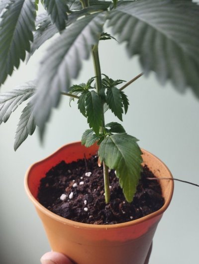 newbie-problem-yellowing-dying-leaves-2.jpg