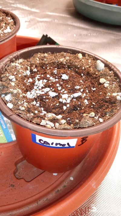ganja farmer carmel and afghan fast flowering