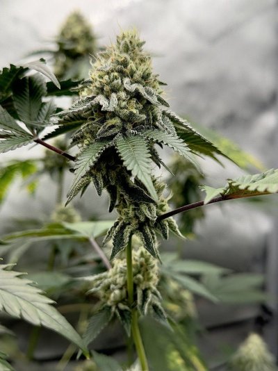 IMG_0868.jpeg