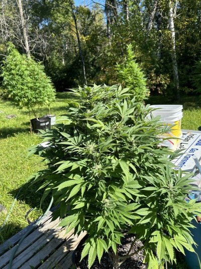 Let's see your 2024 outdoor grow!!