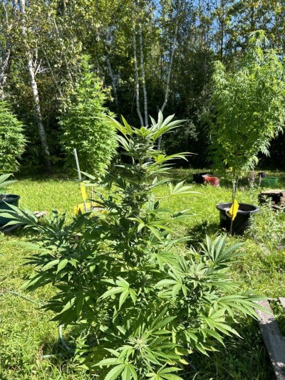 Let's see your 2024 outdoor grow!!