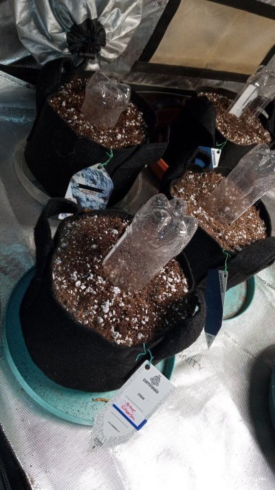 blue cheese f1 hybrid  and do-si-dos f1 hybrid